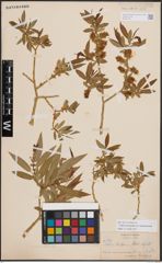 Foto von Salix eriocephala var. mackenzieana (Hook.) Dorn